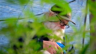 Life of a cannabis farmer