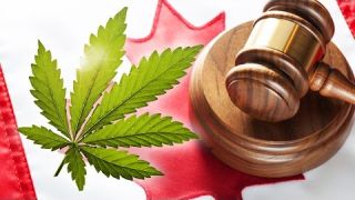 Marijuana Laws in Canada: What Do They Mean?  March 2016