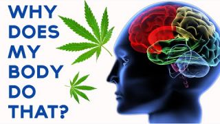 What Does Marijuana Do To Your Body And Mind?